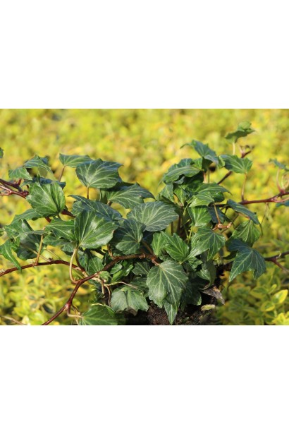 В’юнка декоративна рослина